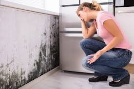 Best Mold Damage Restoration  in North Port, FL